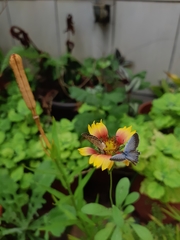 Pseudozizeeria maha okinawana