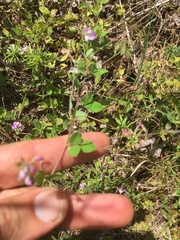 Lespedeza procumbens