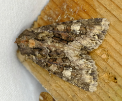 Apamea amputatrix