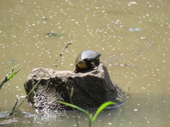 Kinosternon integrum