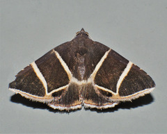 Grammodes justa