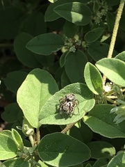 Habronattus texanus