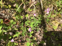 Lespedeza procumbens