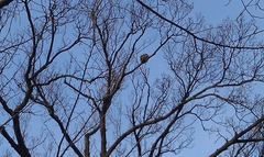 Buteo jamaicensis