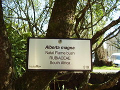 Alberta magna