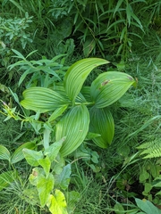 Veratrum viride