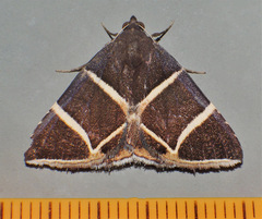 Grammodes justa