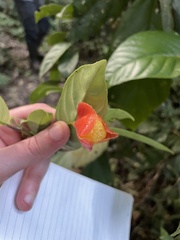 Gesneriaceae