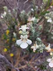 Pityrodia hemigenioides