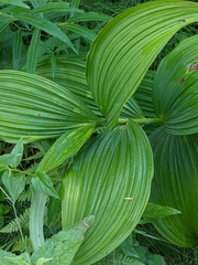 Veratrum viride
