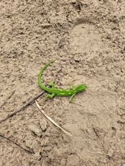 Naultinus elegans