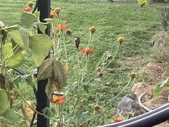 Archilochus alexandri