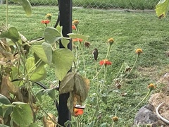 Archilochus alexandri