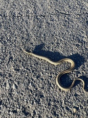 Thamnophis ordinoides