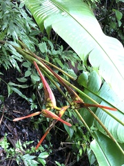 Heliconia latispatha