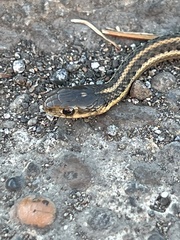 Thamnophis ordinoides
