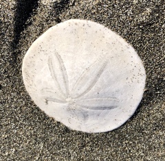 Dendraster excentricus