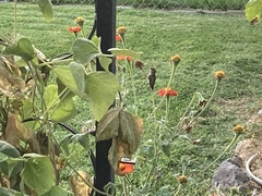 Archilochus alexandri