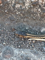 Thamnophis ordinoides