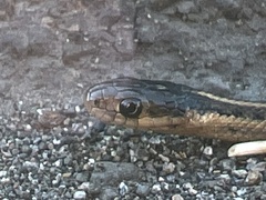 Thamnophis ordinoides