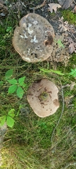 Tylopilus alboater