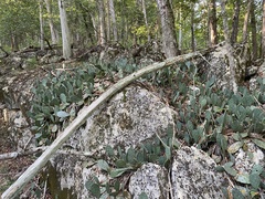 Opuntia cespitosa