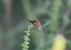 Sparnopolius confusus