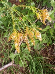 Solidago odora