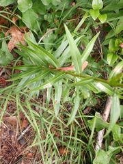 Solidago odora