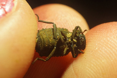 Bolitotherus cornutus