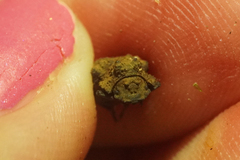 Bolitotherus cornutus