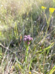 Carphephorus pseudoliatris