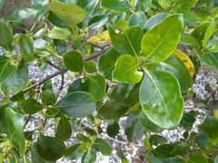 Coprosma macrocarpa