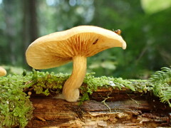 Gymnopilus penetrans