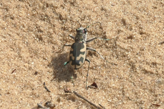 Cicindela formosa