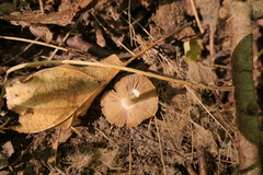 Pseudosperma sororium