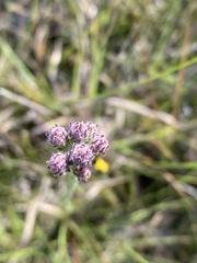 Carphephorus pseudoliatris