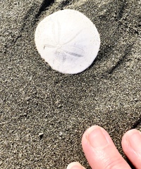 Dendraster excentricus