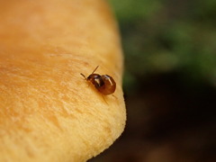 Gymnopilus penetrans