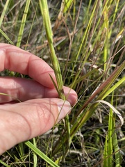 Carphephorus pseudoliatris