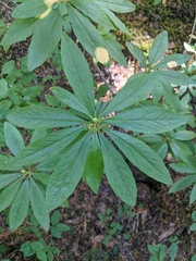 Lupinus polyphyllus