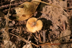 Pseudosperma sororium