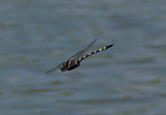 Macromia pacifica