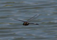 Macromia pacifica