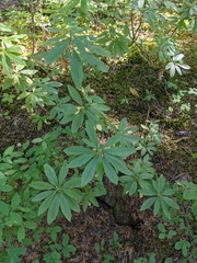 Lupinus polyphyllus