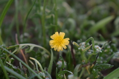Microseris pygmaea