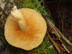 Gymnopilus penetrans