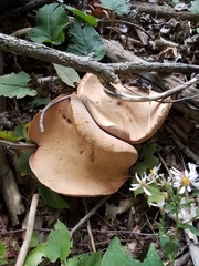 Tylopilus felleus