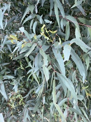 Eucalyptus camaldulensis