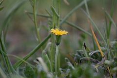 Microseris pygmaea
